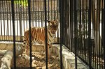 По инициативе Лейлы Алиевой в Бакинском зоопарке установлен новый вольер