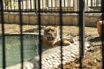 По инициативе Лейлы Алиевой в Бакинском зоопарке установлен новый вольер