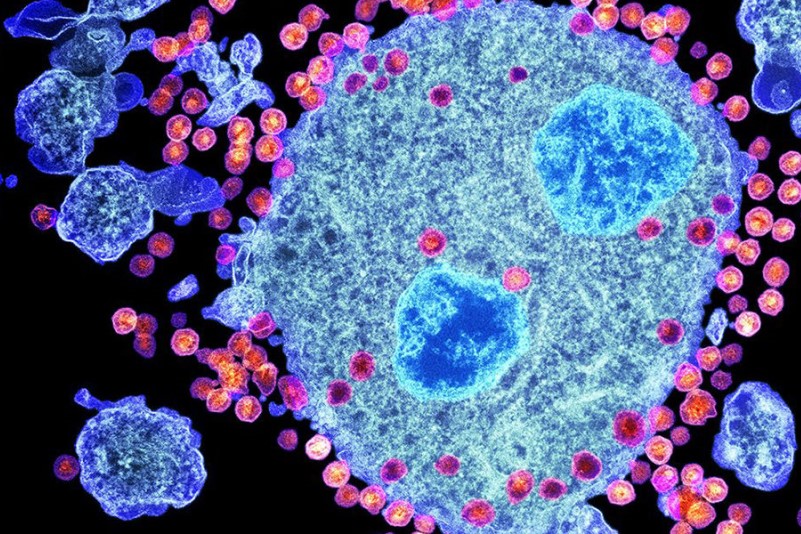 Ученые выяснили, сколько сохраняется иммунитет у переболевших COVID-19