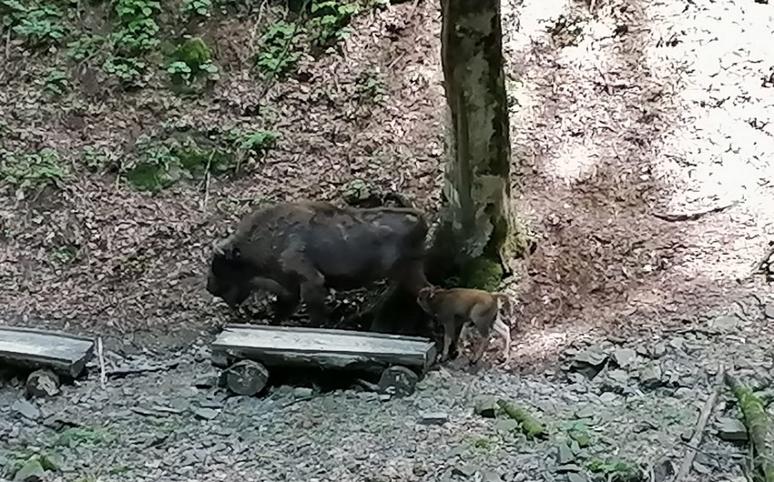 В Шахдагском национальном парке на свет появился еще один детеныш зубра
